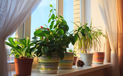 Just need taimed vähendavad ruumides müra!
